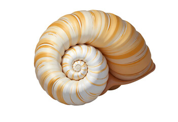 Spiral Seashell with Intricate Patterns PNG