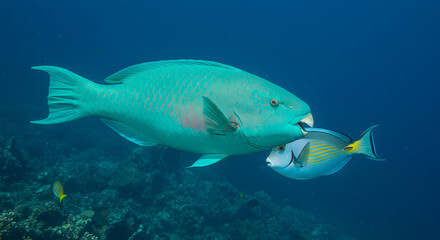 Naklejka premium Underwater Scene of Large Turquoise Parrotfish Swallowing a Small Blue and Yellow Fish in a Coral Reef Habitat