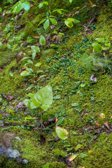Close up shot of fresh plants on the ground in spring time under rain