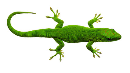Green Gecko Isolated on Transparent Background