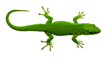Green Gecko Isolated on Transparent Background