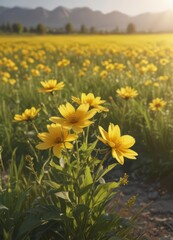 Fototapeta premium Sunlit yellow flower blossoms in summer field, spring, detail