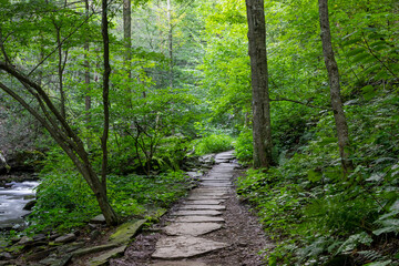 Scenic hiking trail in lush green Ricketts Glen state park, Pennsylvania