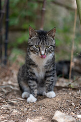 A cat in a bamboo forest. A close-up of a cat. A close-up of a cat licking its tongue. cat in the garden.