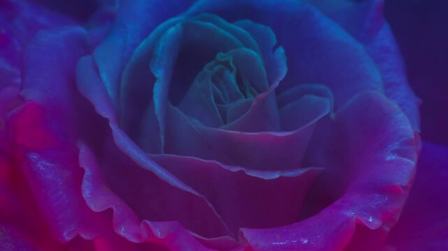 Steam floral. Neon flower. Defocused purple blue fluorescent color ink texture rose nature smoke floating nature abstract art background.