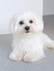 Obraz premium Adorable small white dog with fluffy fur lying on a light grey floor indoors.