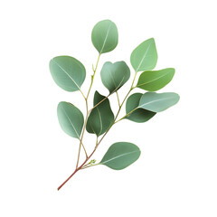 Eucalyptus Branch pgn