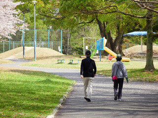 春の桜満開の公園で散歩するシニア夫婦の姿
