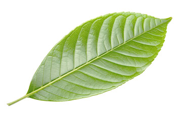 Obraz premium Single Green Leaf Isolated on White Background