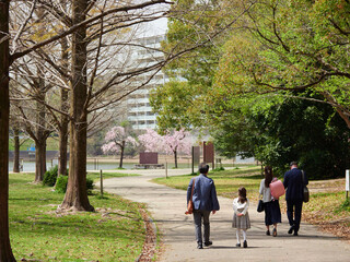 春の桜満開の公園で散歩する入学式に参加した家族たちの姿