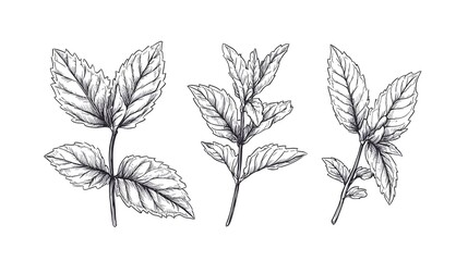 Four illustrative sketches of mint plants.