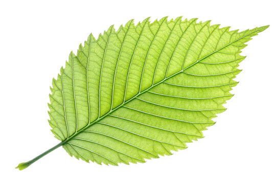 Single Green Leaf Isolated on White Background