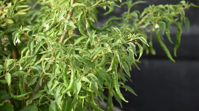 green Chilli peppers with depthfield and agriculture landscape green chili pepper or chilli pepper ready to harvest on plant in garden