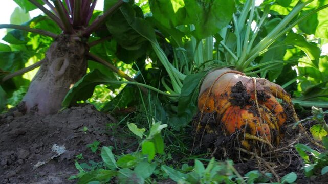 Ground-level view of manually harvested sugar beets during sunset, showcasing soil health and root quality