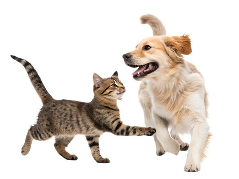 cat and a dog running and playing together friend isolated on white background, PNG