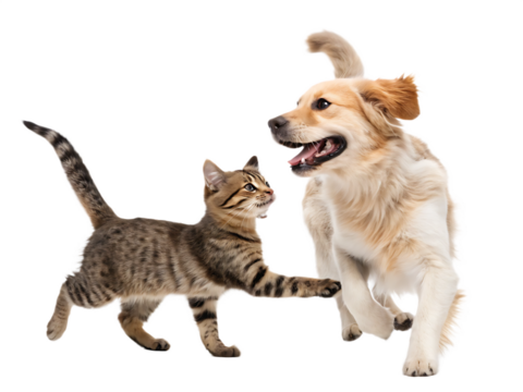 cat and a dog running and playing together friend isolated on white background, PNG