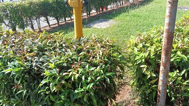 yellow fire hydrant in  a garden  close up. photo taken in  malaysia