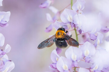 満開の藤の花で集密するクマバチ