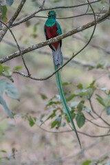 Resplendent Quetzal, Pharomachrus mocinno, from Savegre in Costa Rica with blurred green forest in background. Magnificent sacred green and red bird