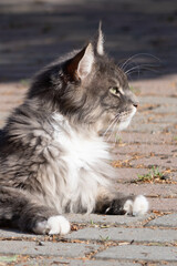 Closed up of domestic adorable black grey Maine Coon kitten, young peaceful cat in sunshine day