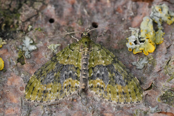 Closeup on a Yellow-barred Brindle geometer moth,  Acasis viretata with spread wings