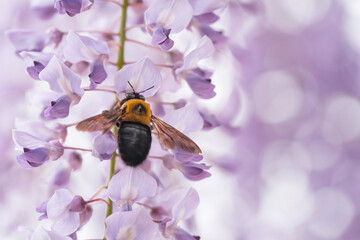 満開の藤の花で集密するクマバチ