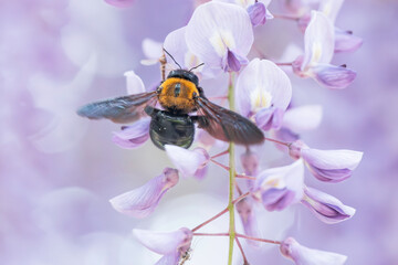 満開の藤の花で集密するクマバチ