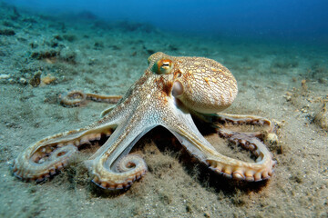 Naklejka premium Octopus Mimicking Sea Floor Texture to Avoid Detection