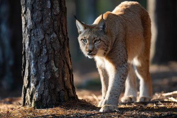 Fototapeta premium Lynx Pretending to Be Tree Shadow in Forest Clearing