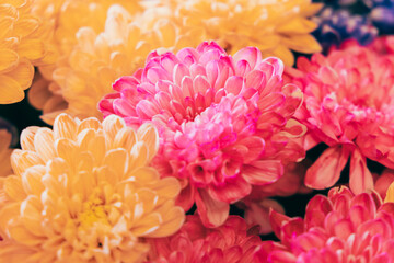 Vibrant assortment of chrysanthemums in shades of pink and yellow creates a stunning floral design perfect for a botanical postcard, poster, or decorative background
