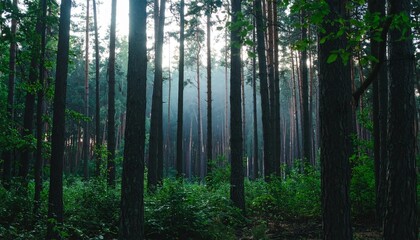 Fototapeta premium Professional photo of dense foggy forest in the morning, tall and lush dark green trees, mysterious and quiet atmosphere, natural soft light.