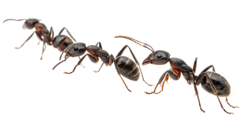 group of ants walking isolated on white background, PNG