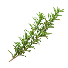 Fototapeta premium Fresh rosemary branch isolated against a bright transparent background, showcasing its vibrant green color and texture, rosemary branch isolated on transparent background