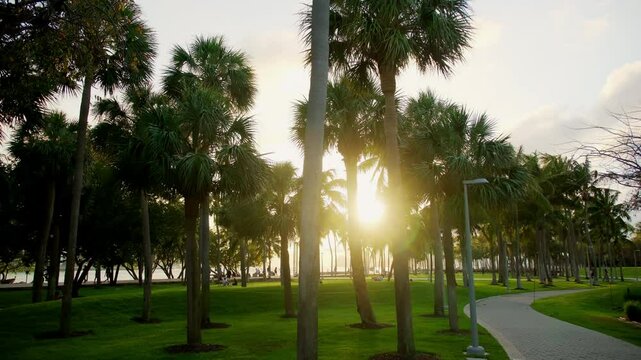Stabile shot of green palms at Miami parks in USA.