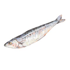 Watercolor illustration of a freshly caught mackerel with shiny scales, head and fins, realistic seafood clipart, isolated on white background, symbol of fisherman fresh catch