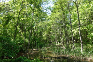 Fototapeta premium ひたちなか自然の森