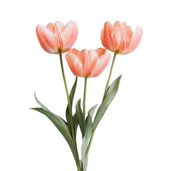 Fototapeta premium Delicate pink tulips on a soft transparent background, ideal for spring decor and floral inspiration, Tulips flowers on transparent background