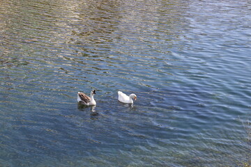 a flock of wild geese in the park. High quality FullHD footage