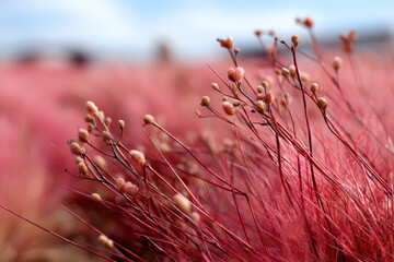 Red Kochia Scoparia field in Autumn