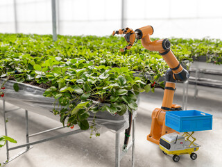 Robotic arm and robot assistant harvesting strawberry in indoor farm or glasshouse