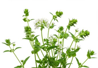 White Summer Savory Flowers Green Herb Plant Bouquet Botanical Photography Food Leaf Image Spice