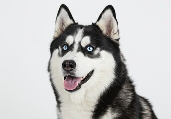 Fototapeta premium Adorable Siberian Husky Dog Portrait Blue Eyes Happy Pet Animal Fur Cute Puppy White Black Breed