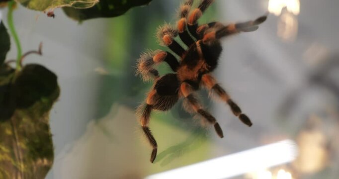Large tarantula climbs vertical glass using Van der Waals forces and setae hairs, inspiring gecko-inspired adhesives and climbing equipment.