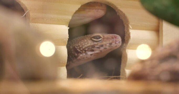 Spotted and golden morph leopard geckos observing from shelter, showcasing regenerative and adhesive traits valuable for scientific research
