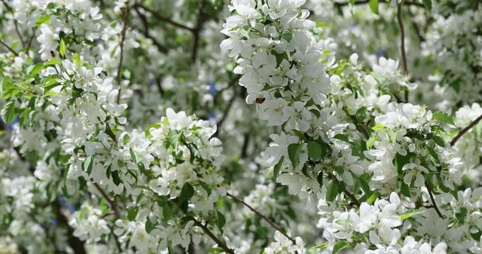 Blooming mayday or bird cherry tree in full bloom with white blossoms swaying gently and moving in the wind breeze and bees flying and gathering nectar to make honey on a Spring day 