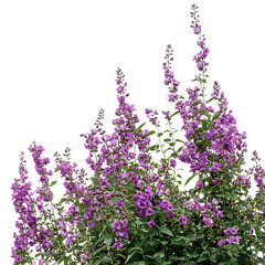 Obraz premium eal purple flower bushes