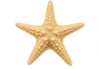 Detailed Beige Starfish Isolated on White Background Perfect for Summer Designs Beach Vacation