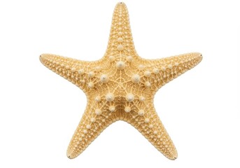 Detailed Pale Yellow Starfish Isolated on White Background Ocean Sea Animal Beach Shell Beige Image