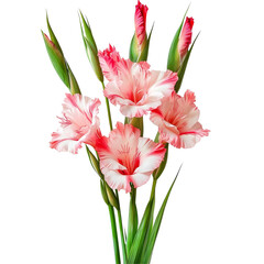 Naklejka premium Delicate bouquet of pink and transparent gladiolus flowers isolated on a transparent background, Bouquet of gladiolus flowers, isolated on transparent background