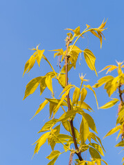 Acer negundo, Box elder, boxelder, ash-leaved and maple ash, Manitoba, elf, ashleaf maple male inflorescences and flowers on branch outdoor.